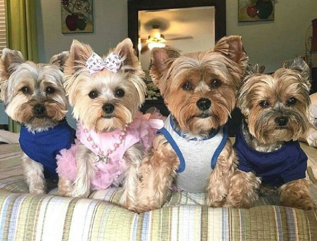 where can i buy a yorkie puppy near me