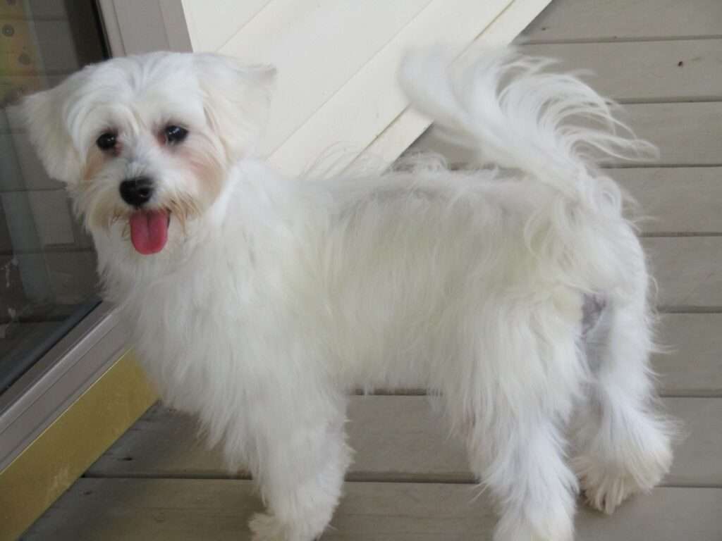 Yorkie puppy for sale