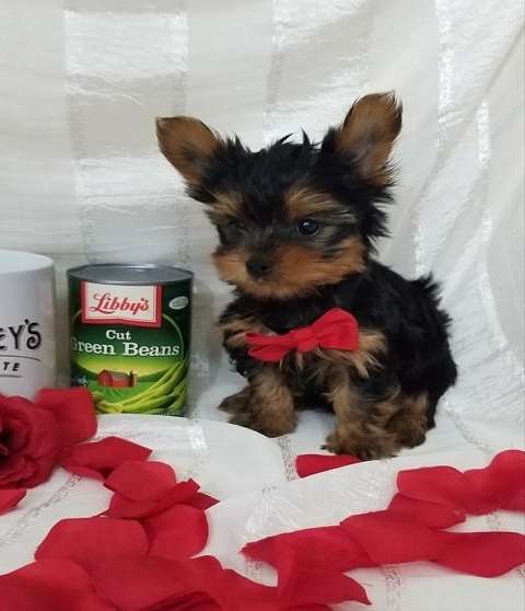 https://www.yorkiepuppy4homes.com