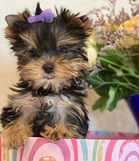 https://www.yorkiepuppy4homes.com