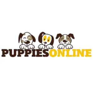 Yorkie Puppy 4 Homes
