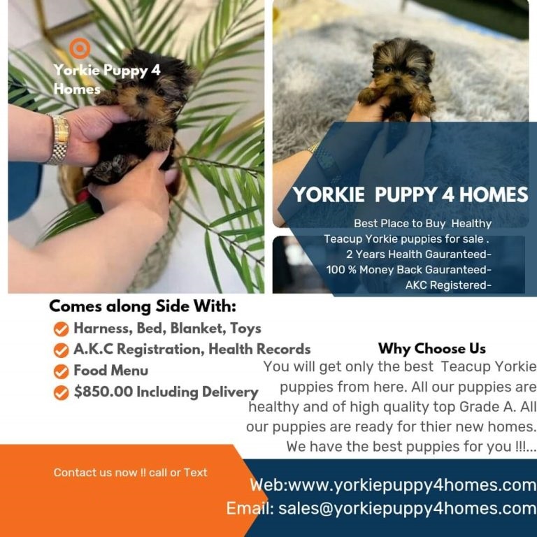 Teacup Yorkies for sale